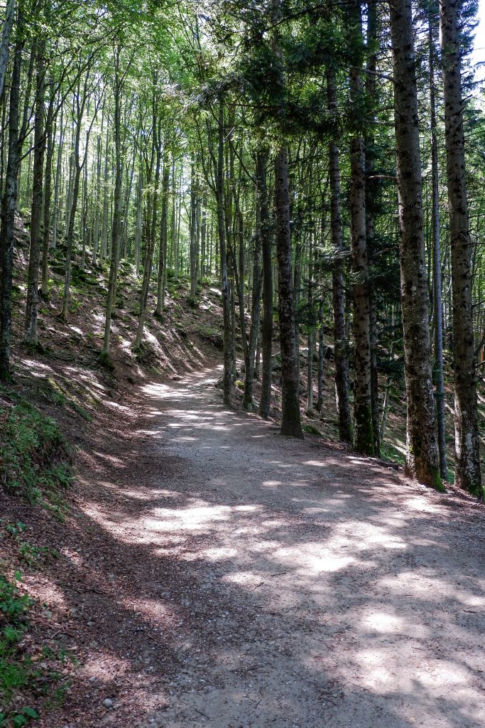 sottobosco
