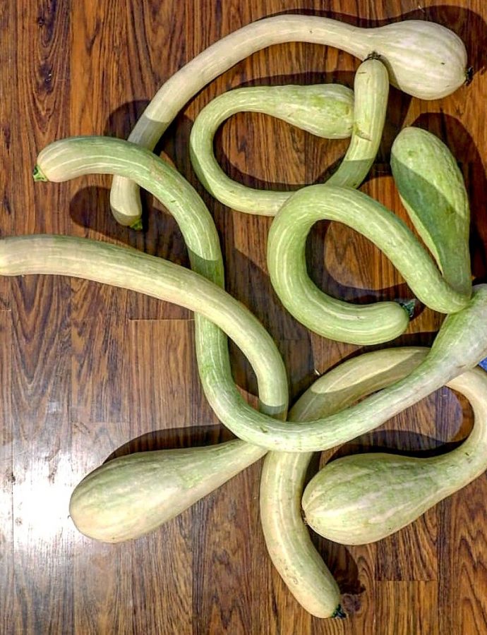 Zucca o Zucchina Trombetta d’Albenga